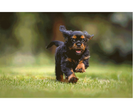 SJCAM FUNCAM+ otroški / mladostniški fotoaparat in kamera, bel SJCAM FUNCAM+ otroški / mladostniški fotoaparat in kamera, bel